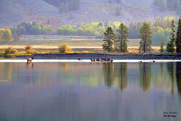 Elk crossing 2 det WWI