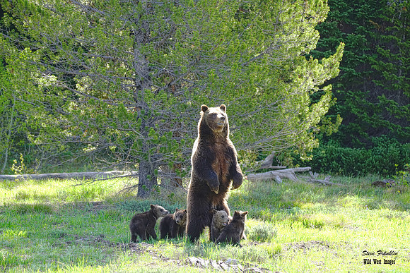399 n cubs standing det SA WWI 30x20