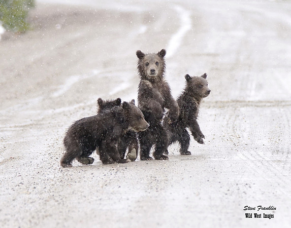 399 snow Cubs (159) det SA WWI