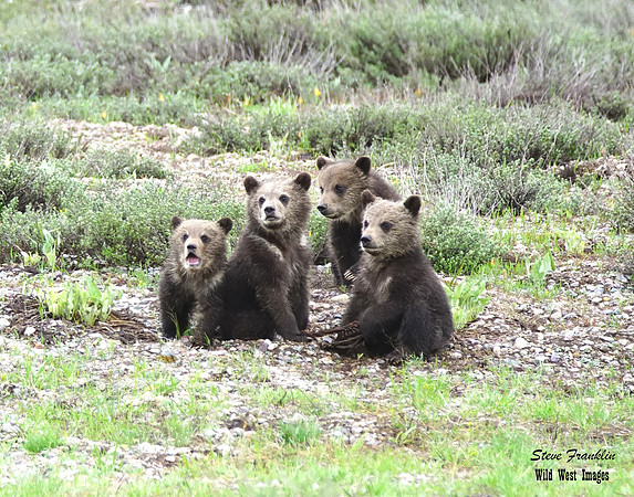 Cubs x 4 det SA WWI
