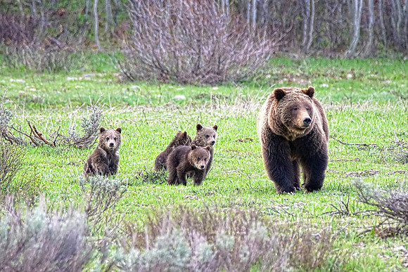 399 cubs May 2020 1 det-SA 40MB