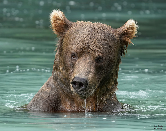 Bears wolverine creek 83 det WWI