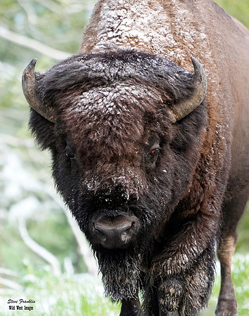Bison Snow Day 1 det wwi