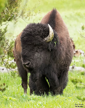 bison weed 2 det WWI