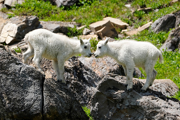 Goats babys Mila 2 det WWI