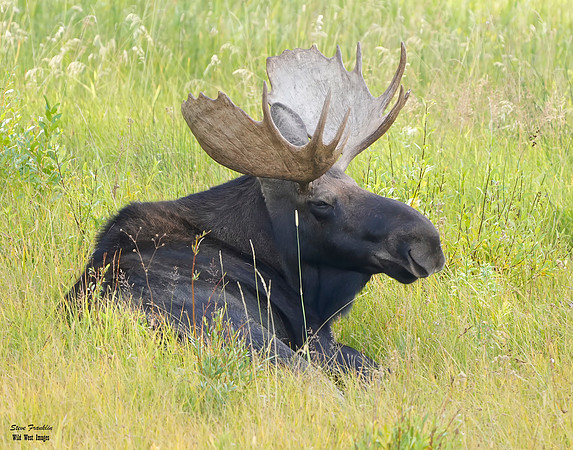 Moose Bull 1 Det WWI