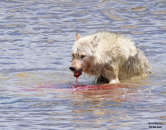 Wolf 1 det WWI