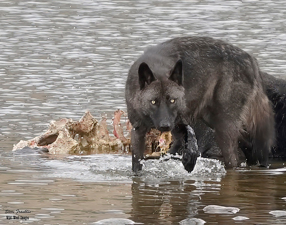 Black Wolf Bison 2 det +
