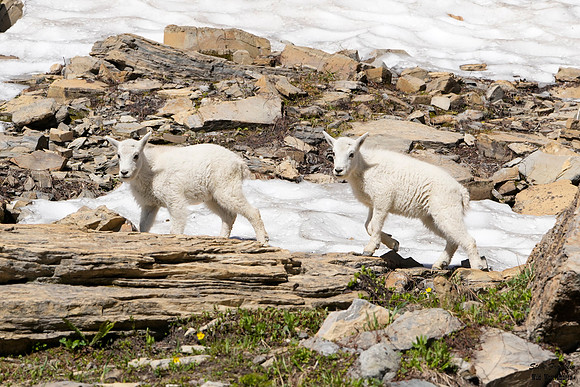 Goat kids 1A det WWI