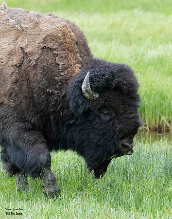 bison riverside 1 det WWI