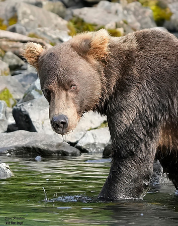 Bears wolverine creek 67 det WWI