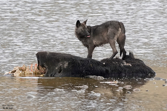 Black Wolf Bison 6 det WWI
