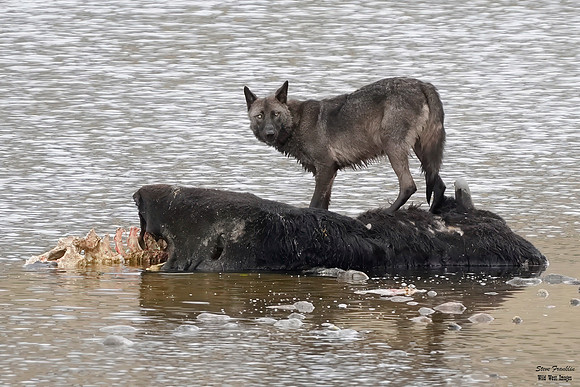 Black Wolf Bison 5 det WWI