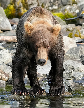 Bears wolverine creek 72 det + WWI