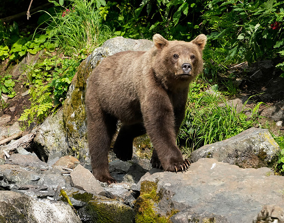 Bears wolverine creek 77 det + WWI