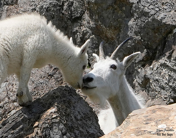 Goat Lick 1 det WWI