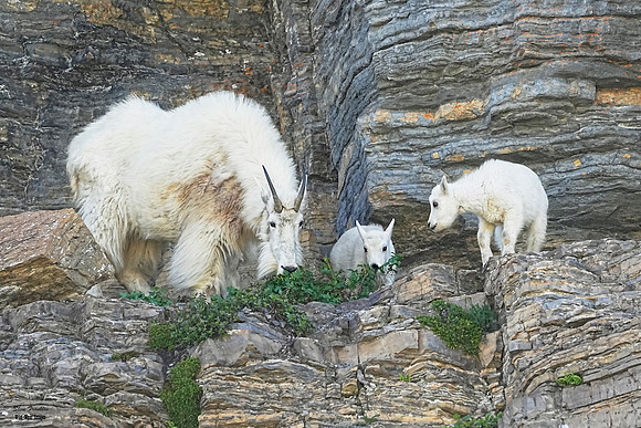 Goat Kids 3 det WWI