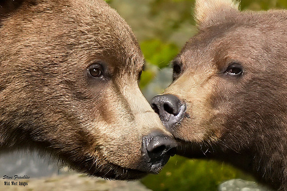 Bears wolverine creek 46 det + WWI