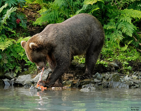 Bears wolverine creek 33 det WWI
