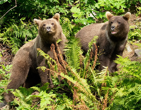 Bears wolverine creek 76 det WWI