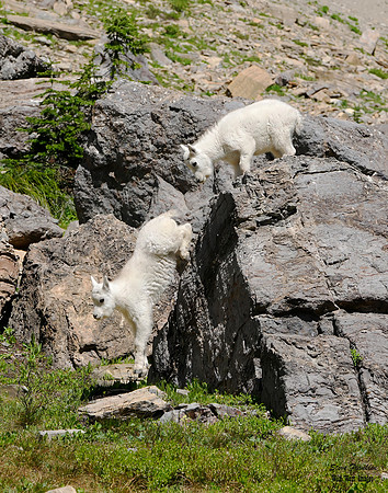 Goat kids jump 1 det WWI