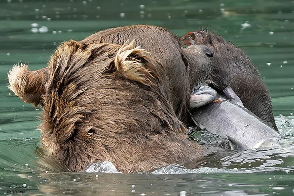 Bears wolverine creek 86 det + WWI