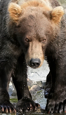 Bears wolverine creek 72 det ++ WWI