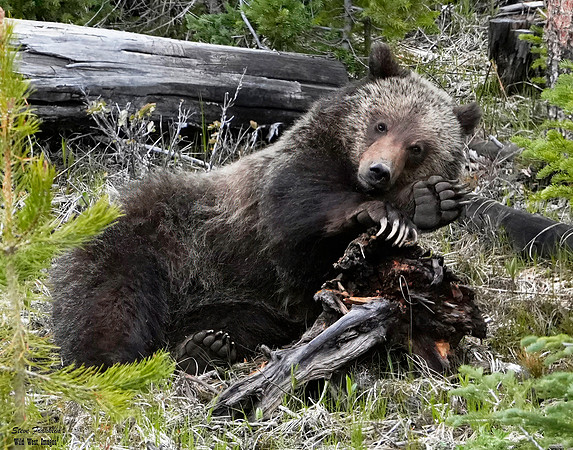 Felicia Cub 8 det WWI