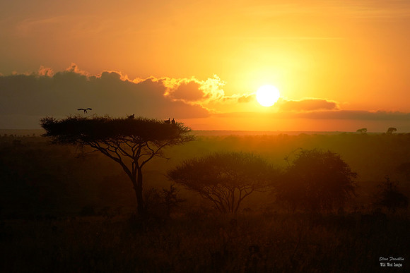 Sunrise Serengeti 1 det WWI