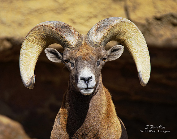 Desert Big Horn 1