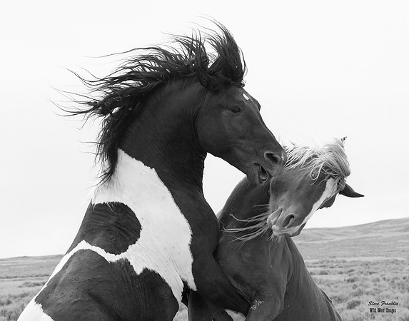 Mustang 9 det + WWI BnW II