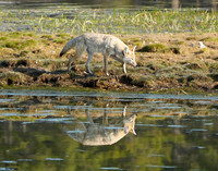 Coyote reflection 14 det WWI