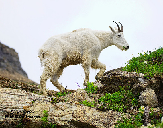White Mountain Goat 17