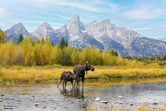 Moose at Schwa (19) WWI