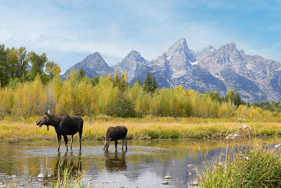 Moose at Schwa 4A det WWI