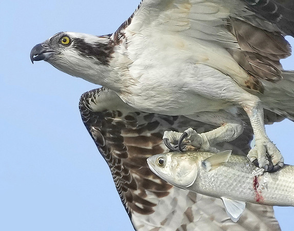 Osprey fish 4 det c + WWI-DeNoiseAI-standard c