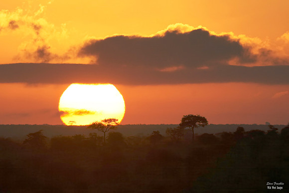 Sunrise Serengeti 2 det WWI