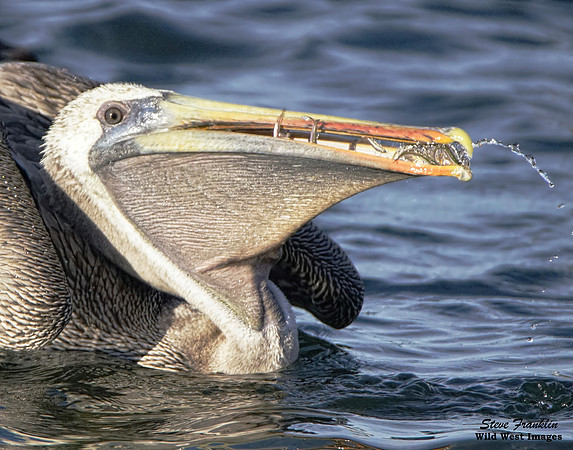 Brown Pelican with Fish 1