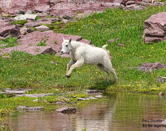 Goat kid leap 3 det WWI