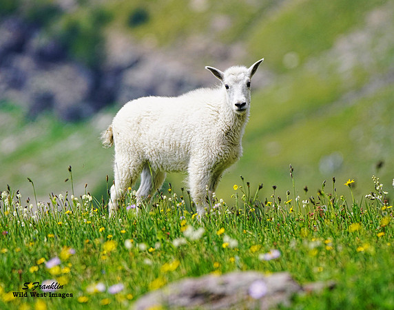White Mountain Goat 9