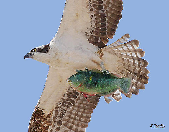 Osprey with a Fish 1