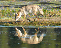 Coyote reflection 13 det + WWI