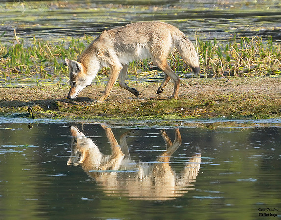 Coyote reflection 13 det + WWI