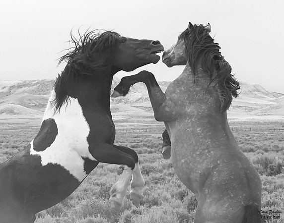 Mustang 3 det +WWI BnW II