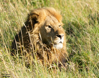 Lion Male 4 det WWI