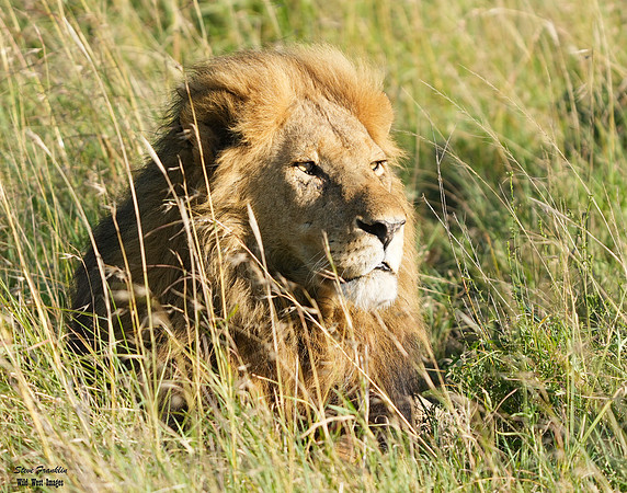 Lion Male 4 det WWI