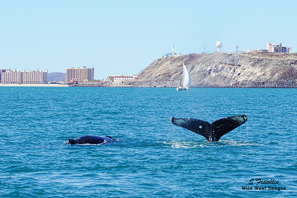 Humpback Whales at Rocky Point 1