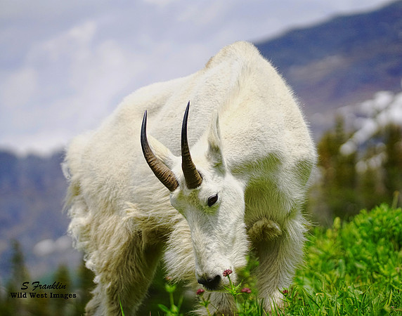 White Mountain Goat 16