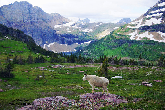 White Mountain Goat at  Hidden Lake Glacier N.P. 3
