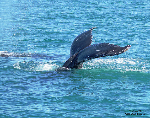 Whale Tail 2 det WWI